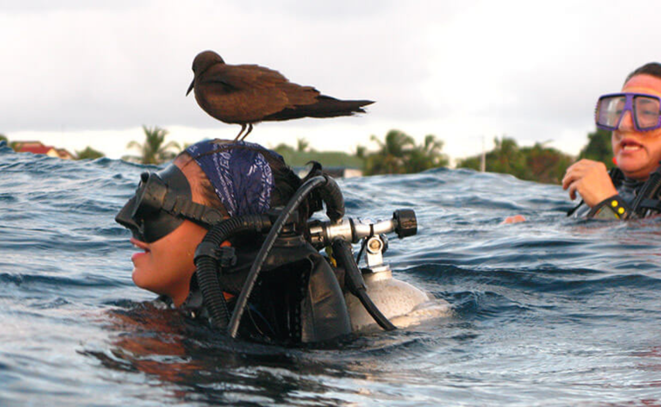 Cursos PADI y Buceo en San Andrés DIVERS TEAM DIVE CENTER